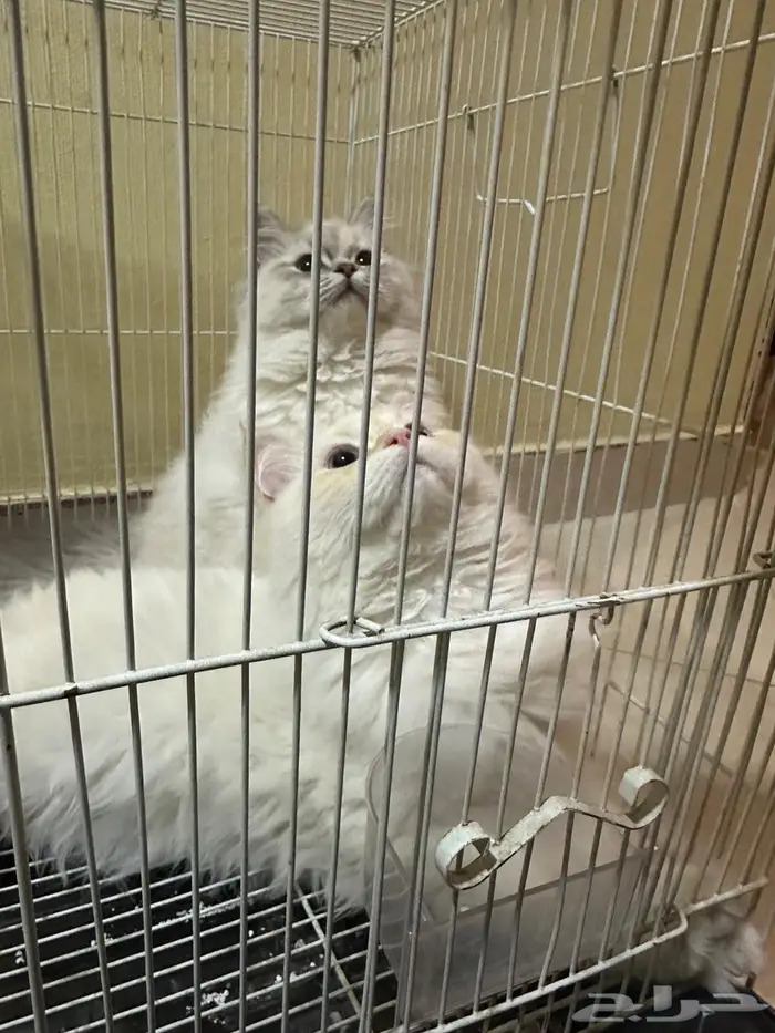 قطط هملايا ذكر وأنثى 2