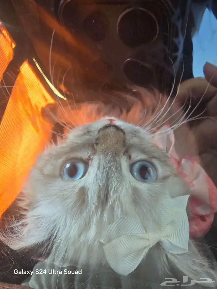 للبيع قط   قطة مع تجهيز كامل   فرصة نادرة لمحبي القطط 5