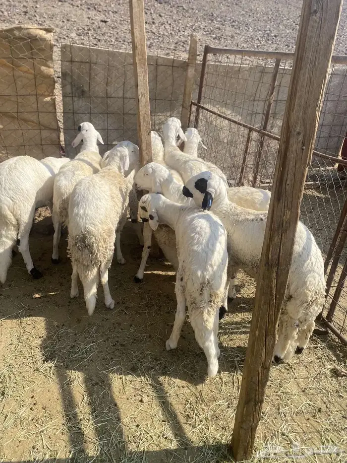 سواكن مرباه 4