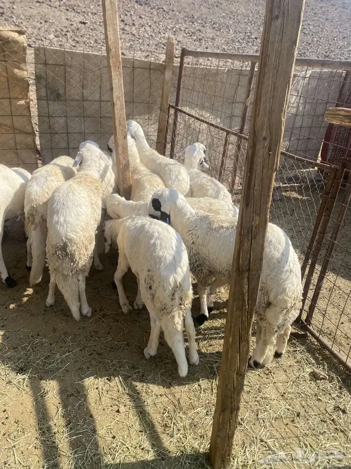 سواكن مرباه 3