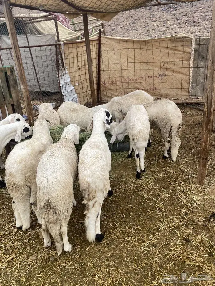 سواكن مرباه 1