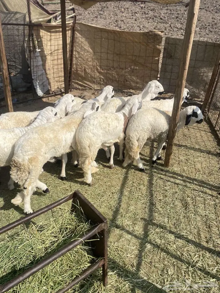 سواكن مرباه 2