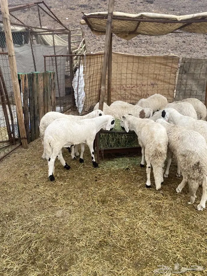 سواكن مرباه 0