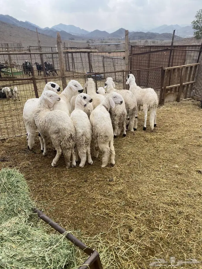 سواكن مرباه 5