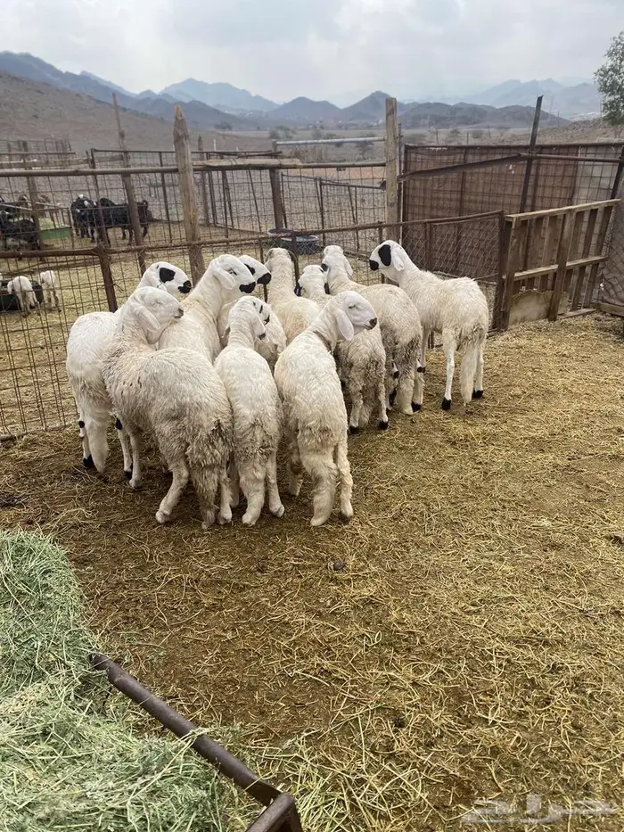 سواكن مرباه 6