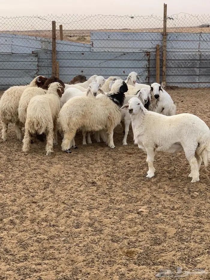 خرفان عددها ( 15) طيبه للبيع 0