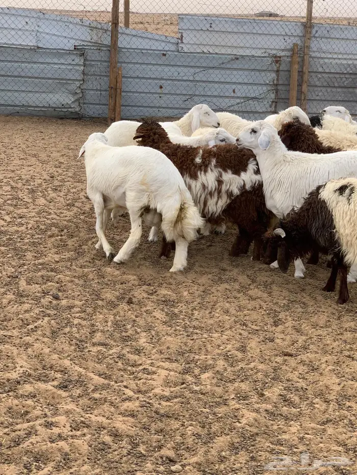 خرفان عددها ( 15) طيبه للبيع 1