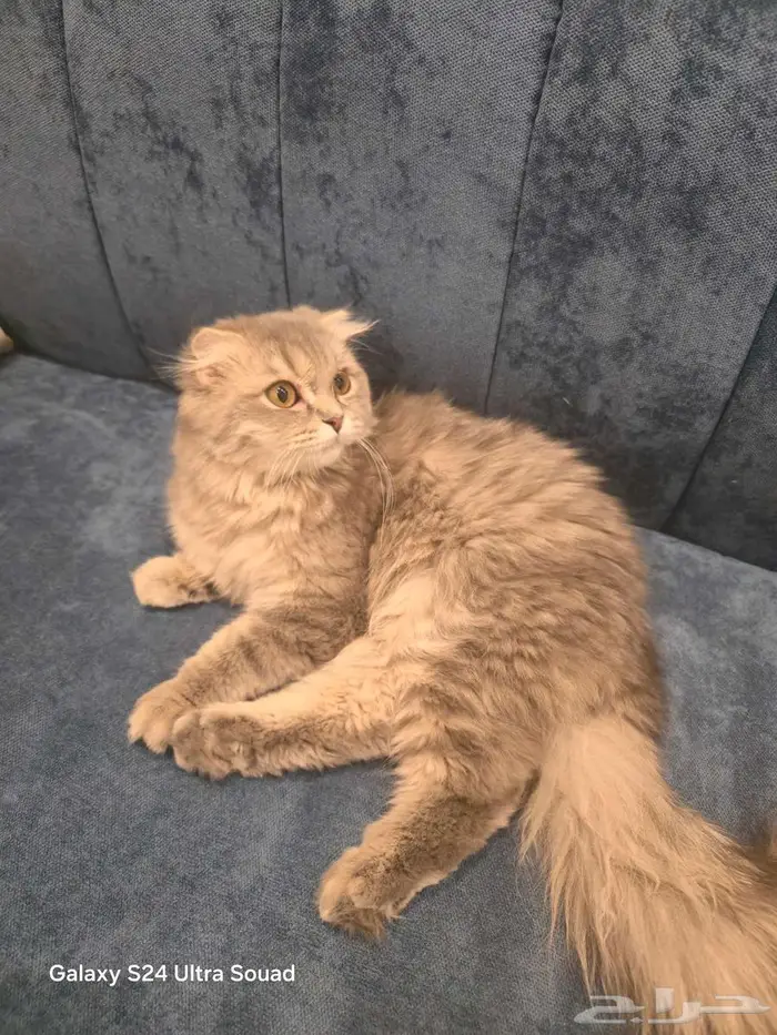 للبيع قط   قطة مع تجهيز كامل   فرصة نادرة لمحبي القطط 10