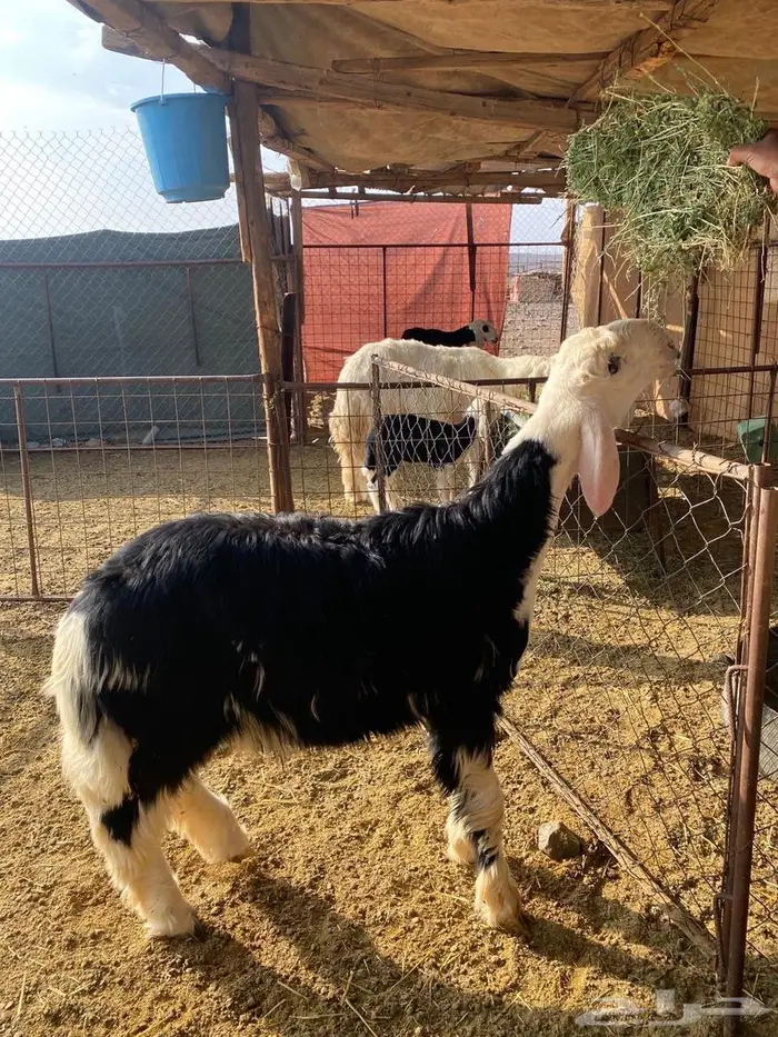 خروف مشروع فحل 2