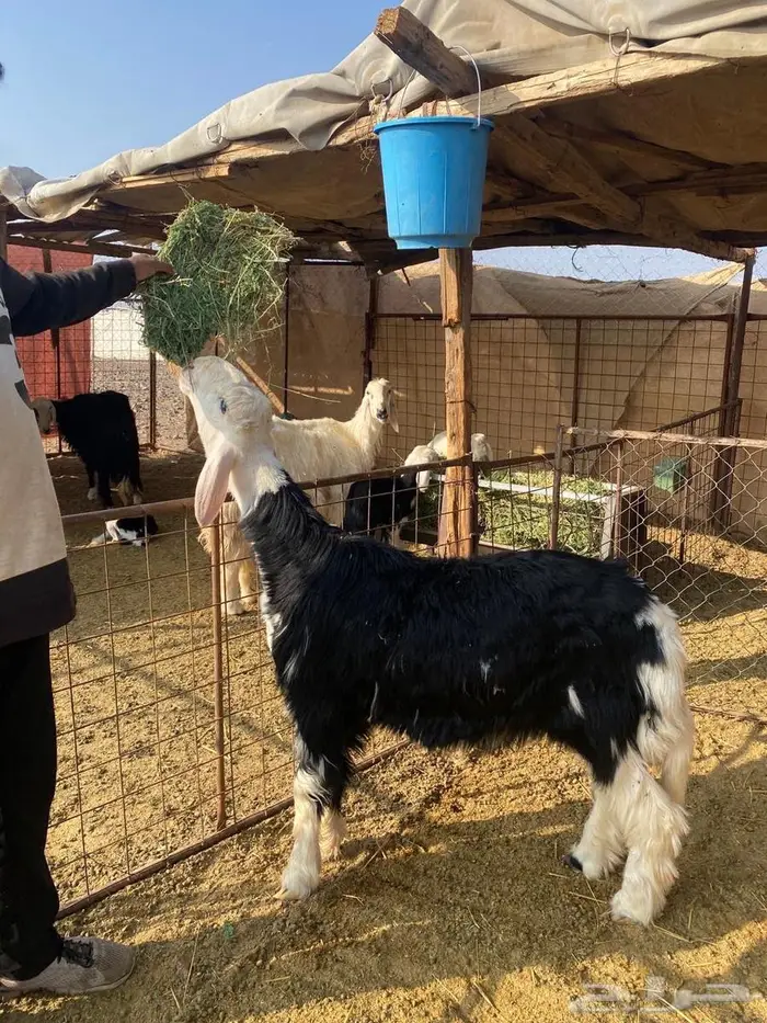 خروف مشروع فحل 1