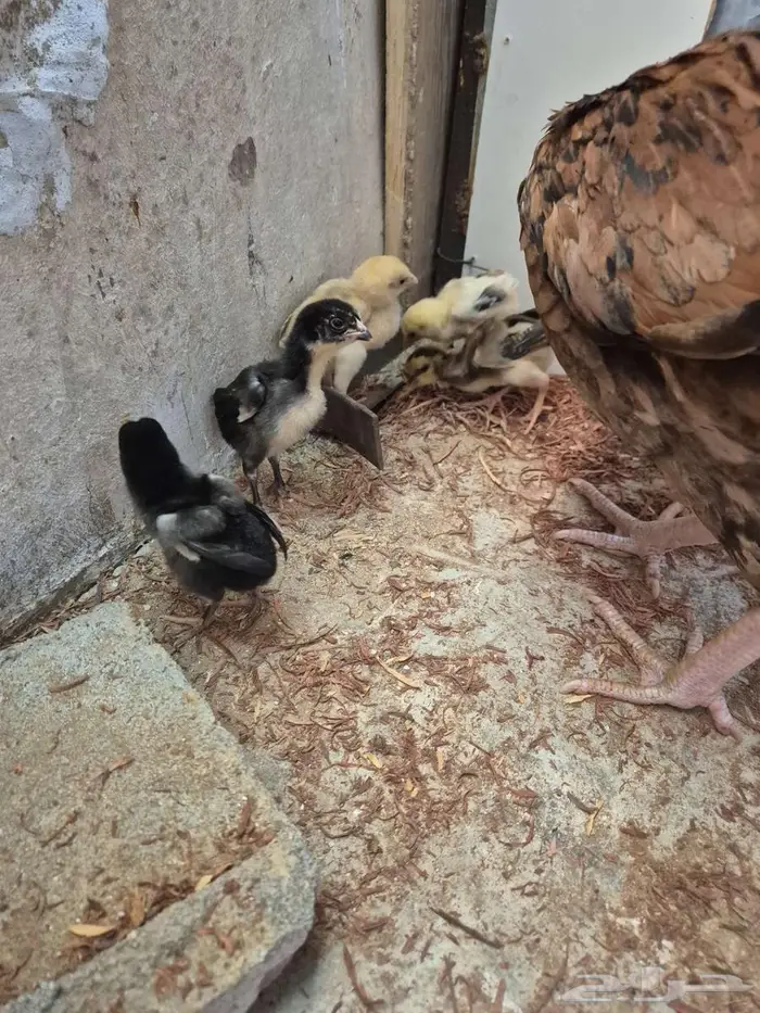 دجاجتين سنديه مع فروخها 14