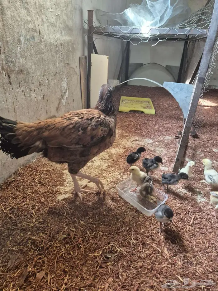 دجاجتين سنديه مع فروخها 10