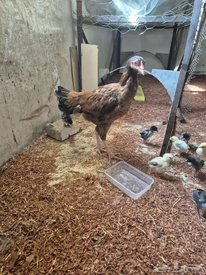 دجاجتين سنديه مع فروخها 12