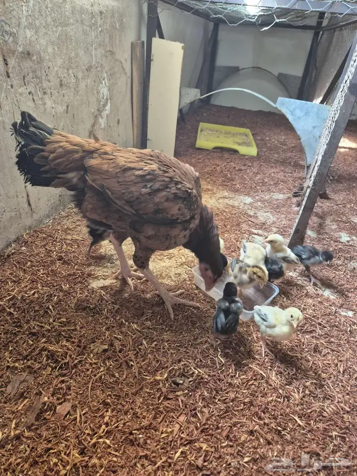 دجاجتين سنديه مع فروخها 13