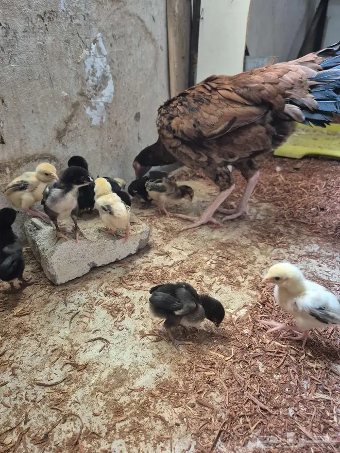 دجاجتين سنديه مع فروخها 11