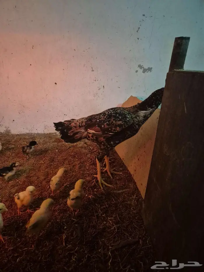 دجاجتين سنديه مع فروخها 4
