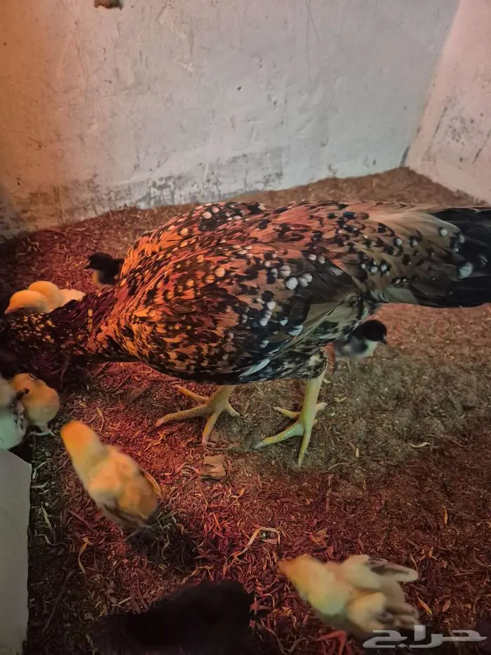 دجاجتين سنديه مع فروخها 1