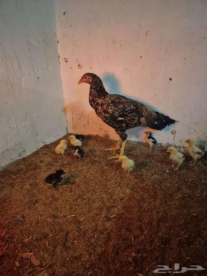 دجاجتين سنديه مع فروخها 5