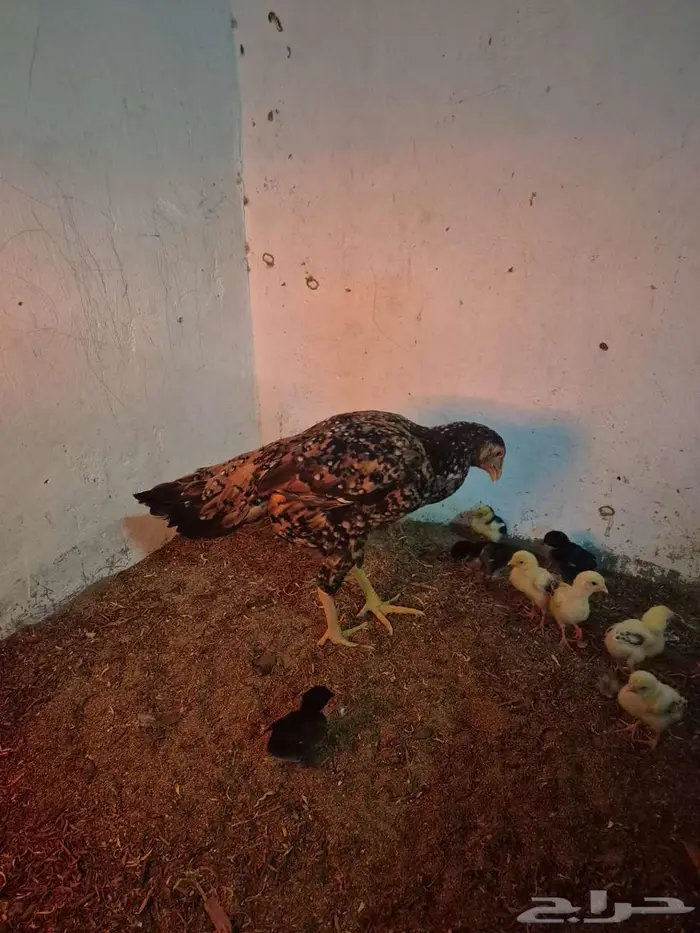 دجاجتين سنديه مع فروخها 9