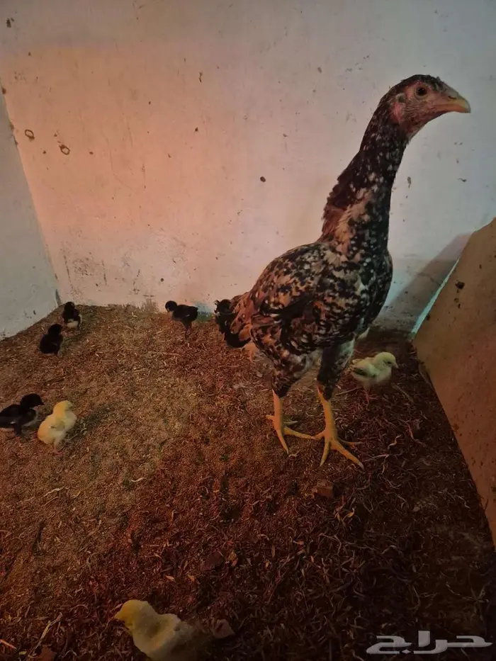دجاجتين سنديه مع فروخها 6