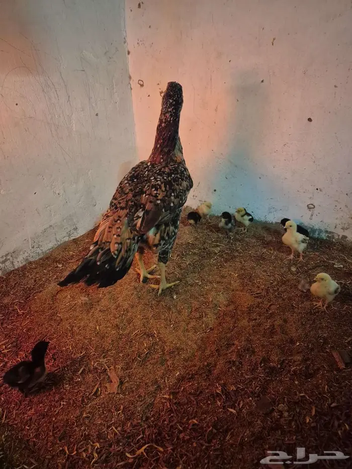 دجاجتين سنديه مع فروخها 8