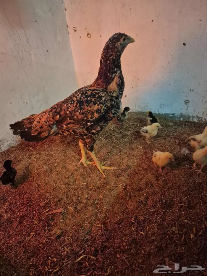 دجاجتين سنديه مع فروخها 2