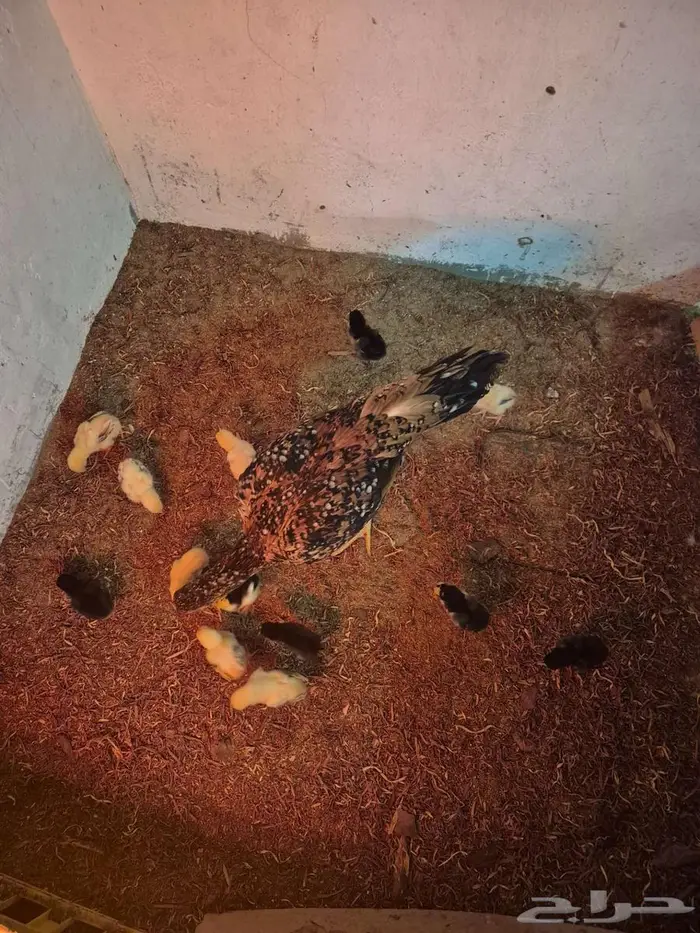 دجاجتين سنديه مع فروخها 3