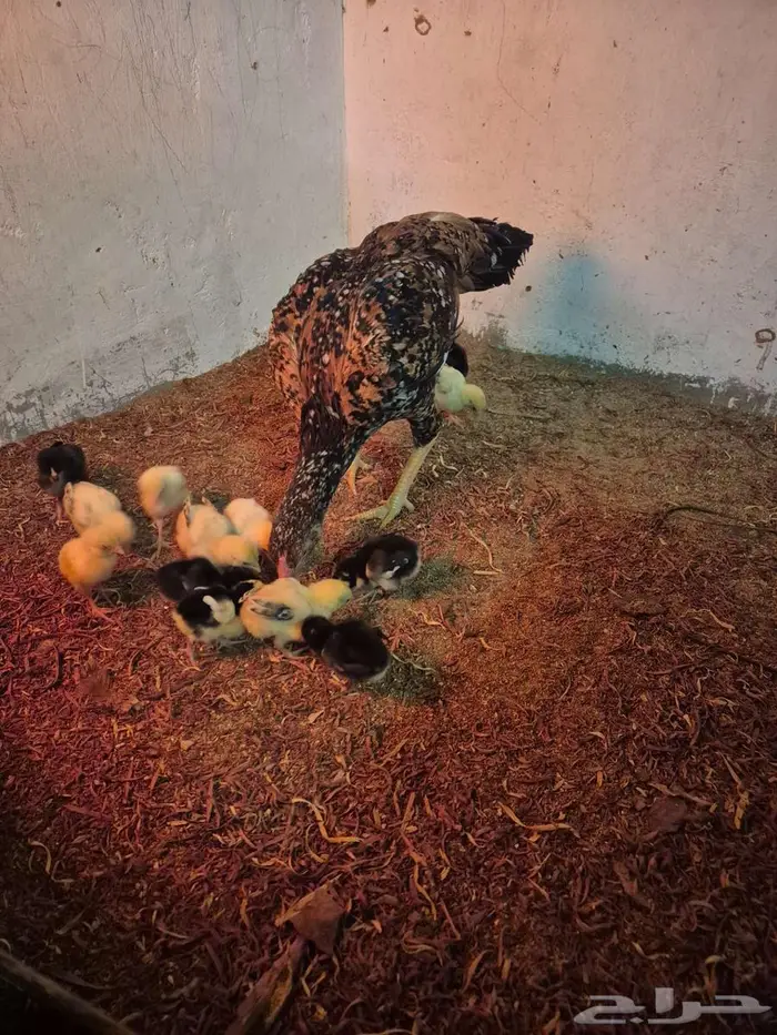 دجاجتين سنديه مع فروخها 0