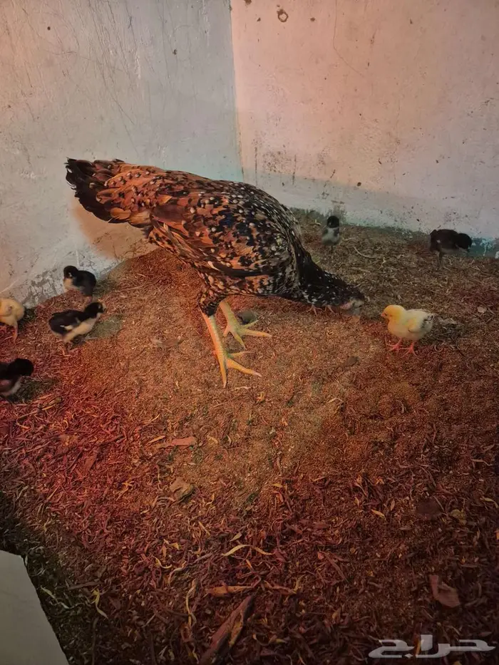 دجاجتين سنديه مع فروخها 7