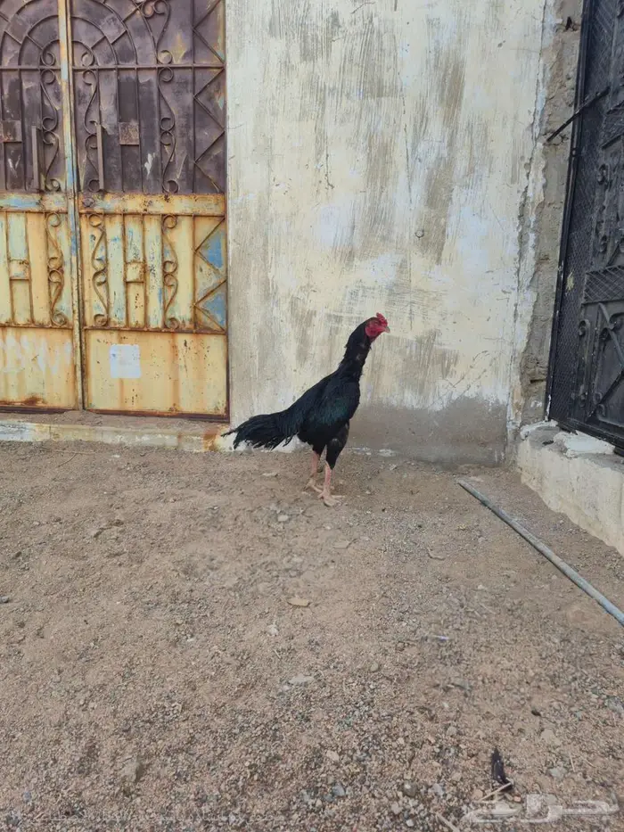 دجاجتين سنديه مع فروخها 15