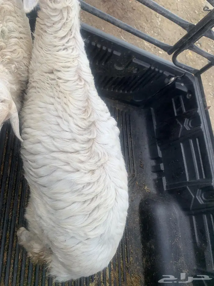 طلي جذع نضيف وسمين 0