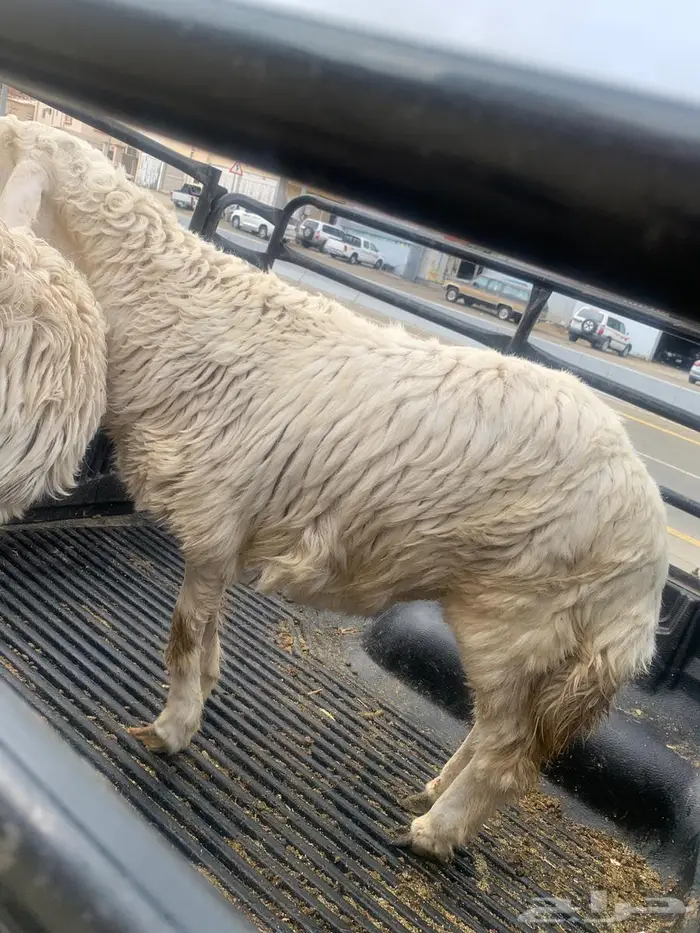 طلي جذع نضيف وسمين 1