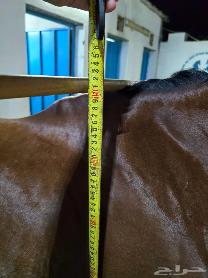 (تم البيع) فرس شعبية تحتها مهرة الحد 7 الاف 0