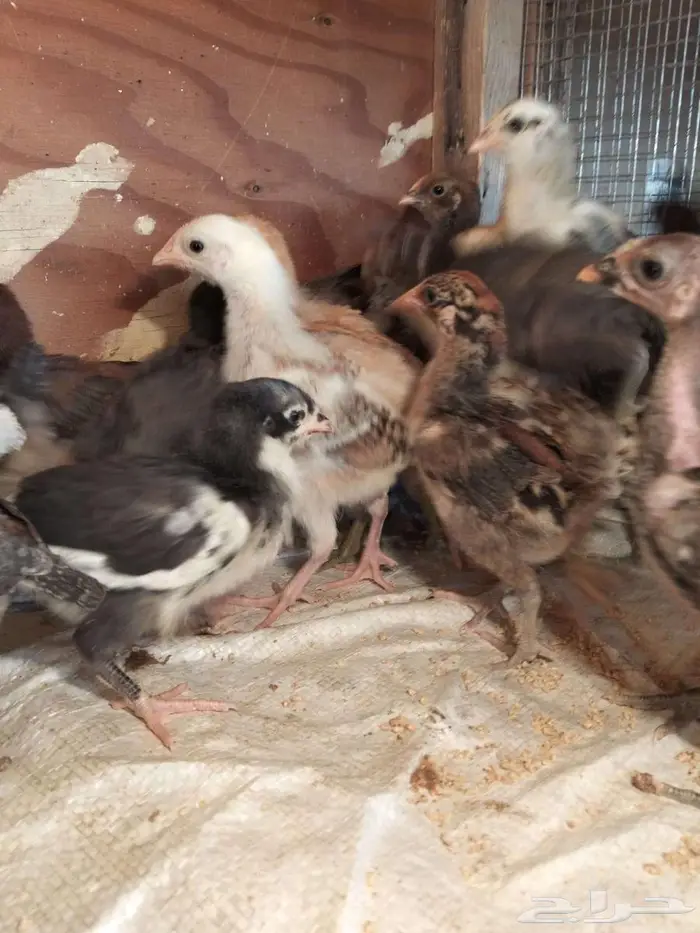 1900 صوص للبيع 0