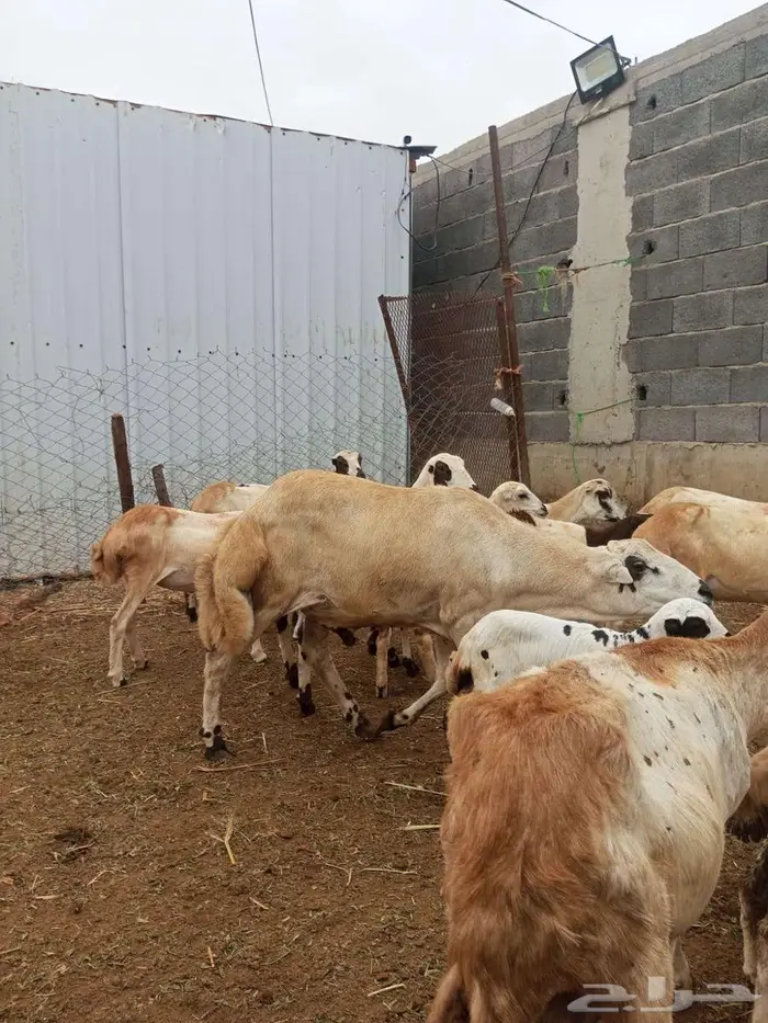 فحل بلدي فاخر 2