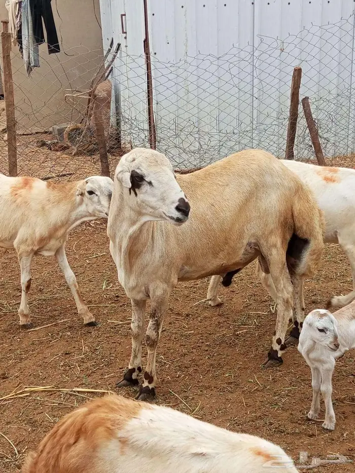 فحل بلدي فاخر 3