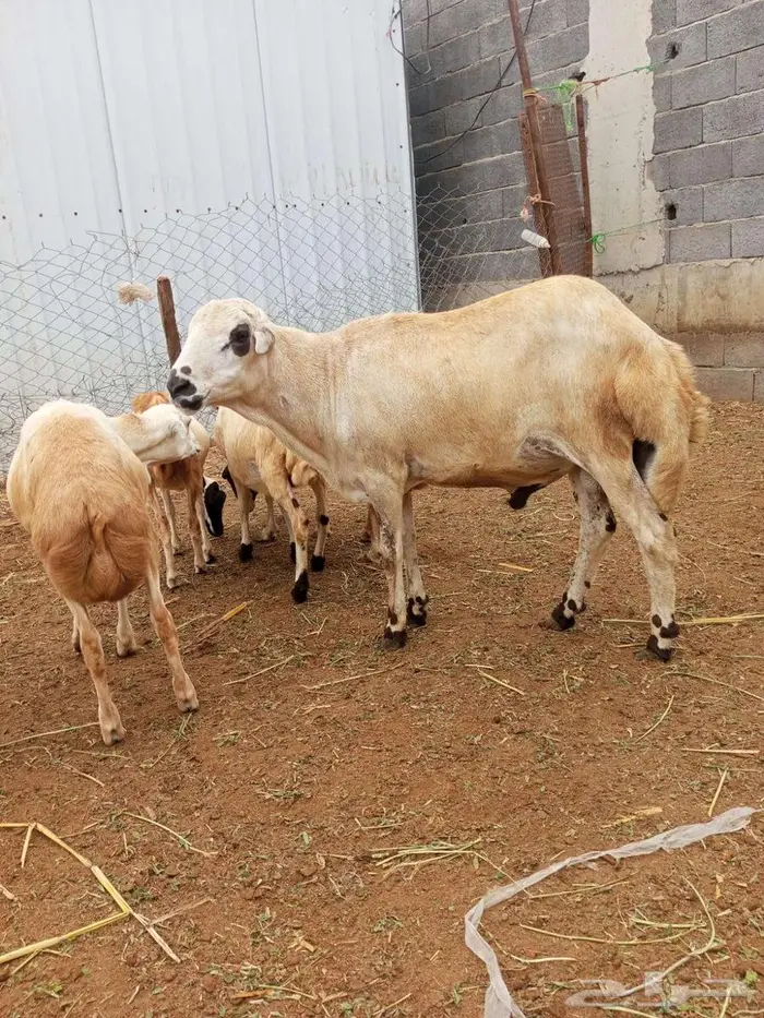 فحل بلدي فاخر 0