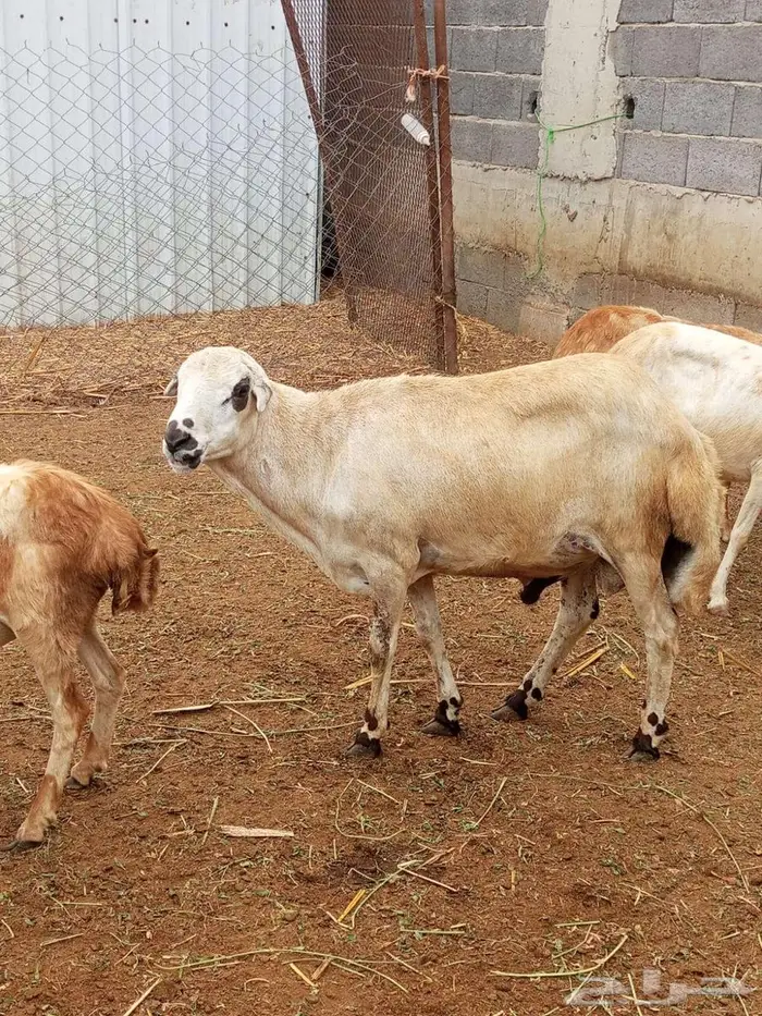 فحل بلدي فاخر 1