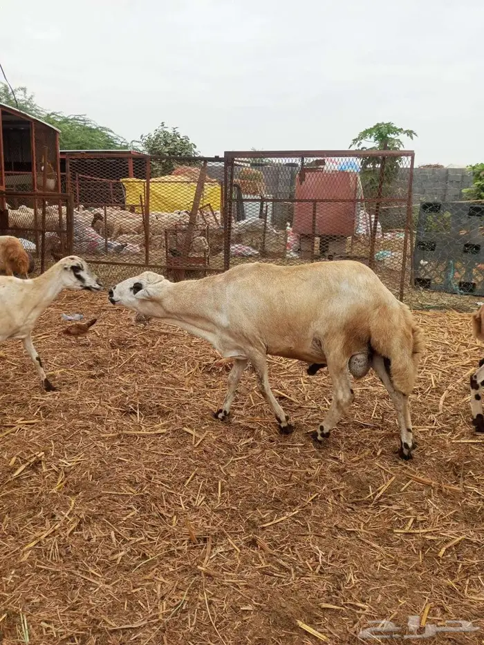 فحل بلدي فاخر 4