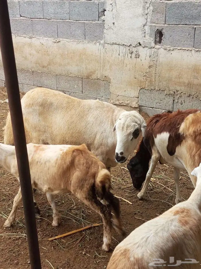 فحل بلدي فاخر 5