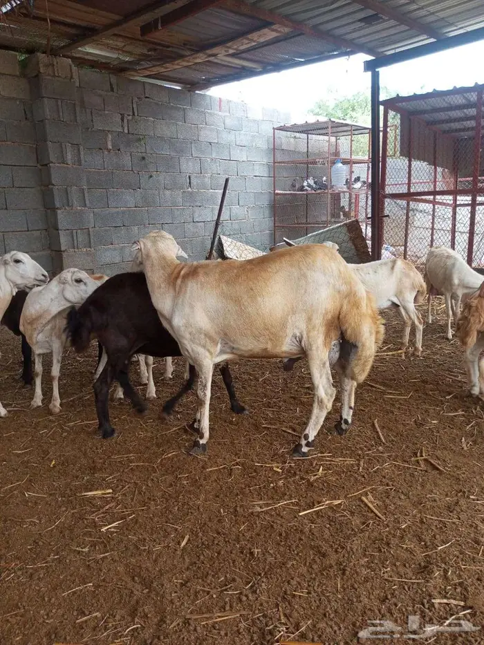 فحل بلدي فاخر 6