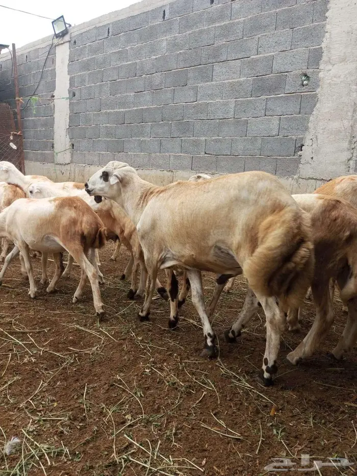 فحل بلدي فاخر 8