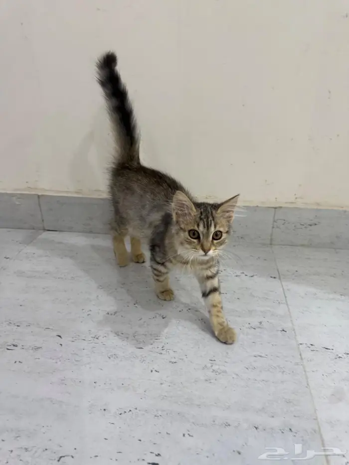 قطة للبيع 0