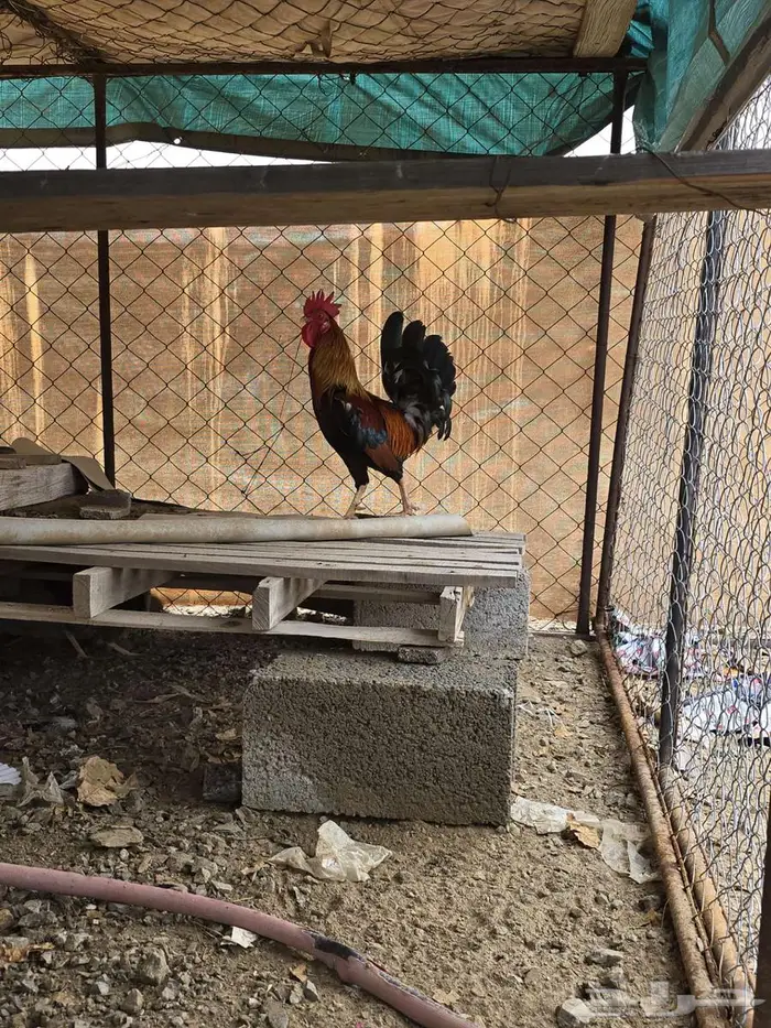 ديك بلدي شرط تلقيح عربي 3