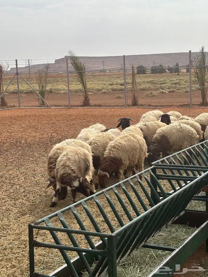 غنم نعيم أعمارهم 5 شهور مراح واحد كلهم طليان 0