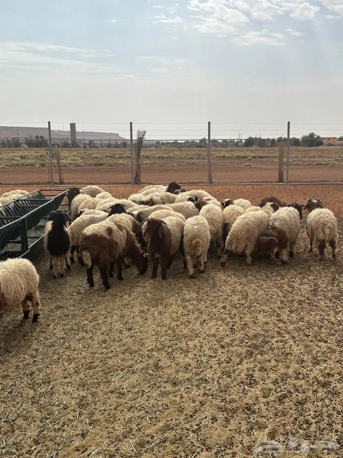 غنم نعيم أعمارهم 5 شهور مراح واحد كلهم طليان 1