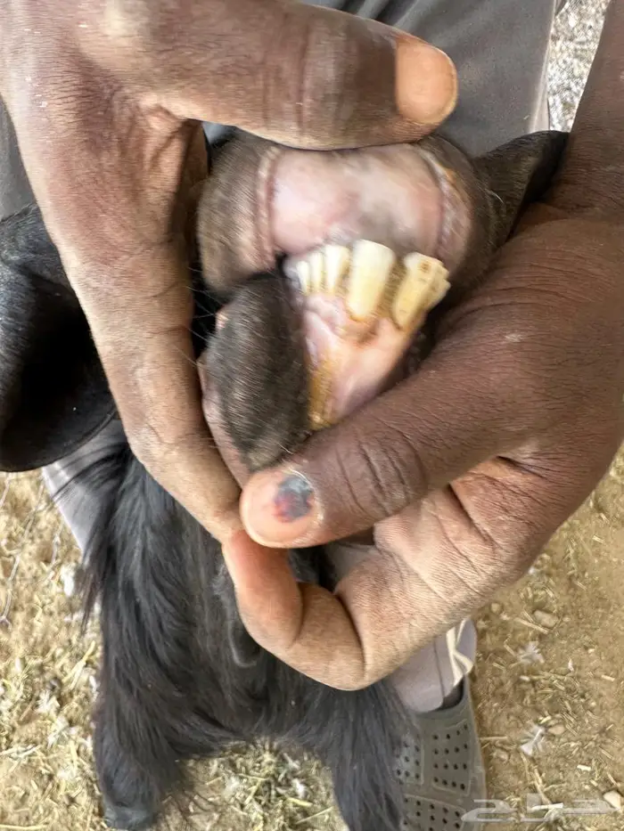 تيس بري لحم و شحم 1