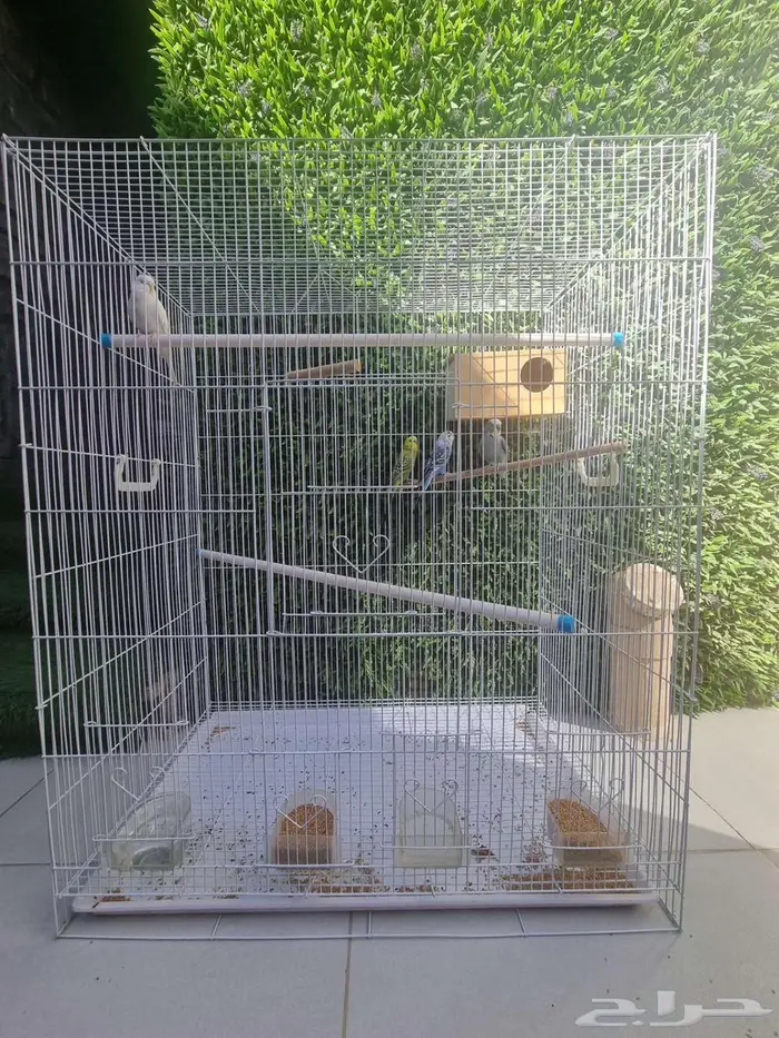 قفص طيور ببغاء بادجي كروان كبير 0