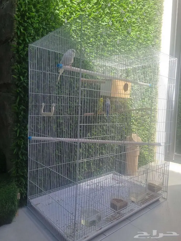 قفص طيور ببغاء بادجي كروان كبير 1