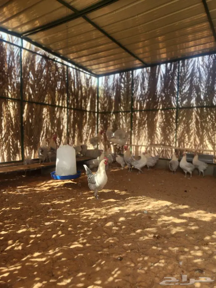 دجاج فيومي قولد بياض 5